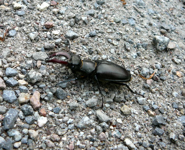 Hirschkfer Mai 2010 Viernheimer Waldheide kleines FFH-Gebiet 028