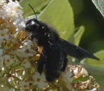 Holzbiene Holzbiene Xylocopa cf. valga  kl.