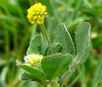 Hopfen-Klee (Medicago lupulina) kl.