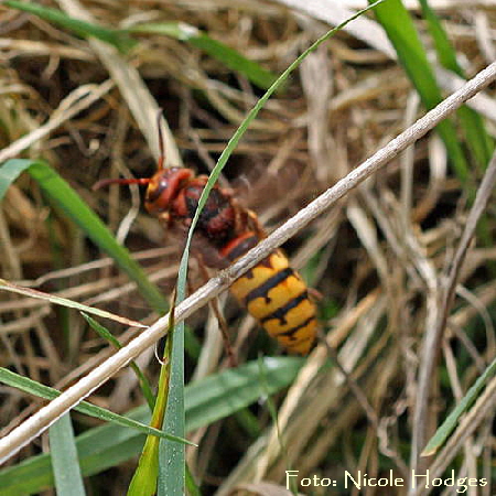 Hornisse-Vespa crabro Brachacker-vorMlldeponie-Httenfeld-1_N1