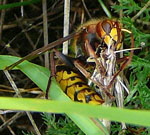 Hornisse mit Beute kl.