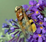 Hornissenschwebfliege volucella zonaria 2 kl. Hornissenschwebfliege volucella zonaria 2 kl.