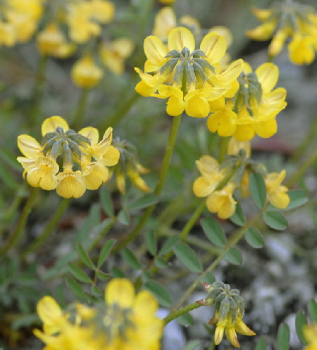 Hufeisenklee (Hippocrepis comosa) Mai  2012 Ammergebirge, Grasnang NIKON 219