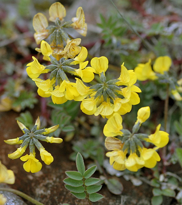 Hufeisenklee (Hippocrepis comosa) Mai 2012 Ammergebirge, Grasnang NIKON 204