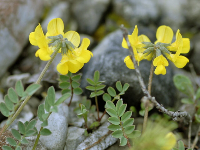 Hufeisenklee (Hippocrepis comosa) Mai 2012 Ammergebirge, Grasnang NIKON 206
