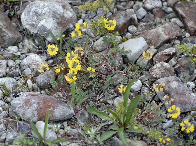 Hufeisenklee (Hippocrepis comosa) Mai 2012 Ammergebirge, Grasnang NIKON 210