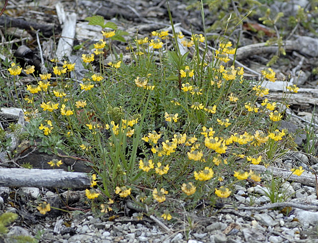 Hufeisenklee (Hippocrepis comosa) Mai 2012 Ammergebirge, Grasnang NIKON 218