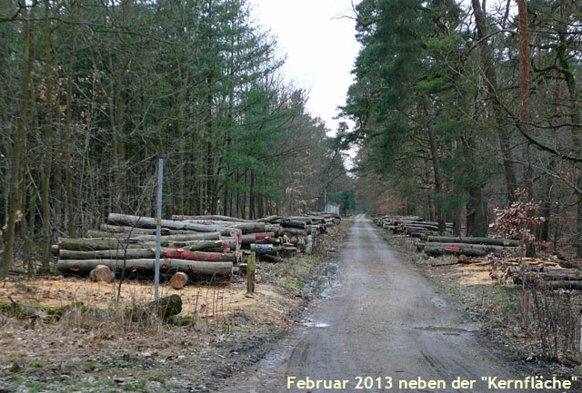 Januar 2013 FFH Reliktwald Ost GP u.West Holz u.Flechten 329