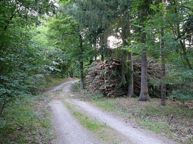 Juli 2012 Kiefernabholzung in FFH West u. Kfer 043
