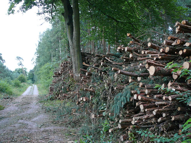 Juli 2012 Kiefernabholzung in FFH West u. Kfer 084