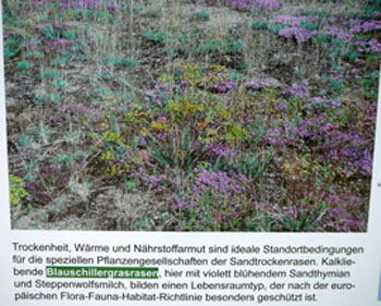 Juni 2010 Viernheimer Heide NSG Glockenbuckel 095_350