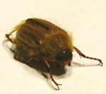 Junikfer Gerippter Brachkfer (Amphimallon solstitiale) kl.