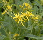 Kahles Jacquins Hain-Greiskraut (Senecio germanicus ssp glabratus) kl.