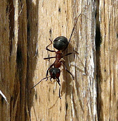 Kahlrckige Waldameise (Formica cf. polyctena April 2010 Odenwald, Erlenbach, Bonsweiher 070a