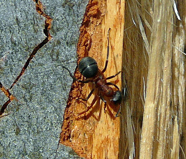 Kahlrckige Waldameise (Formica cf. polyctenaApril 2010 Odenwald, Erlenbach, Bonsweiher 074
