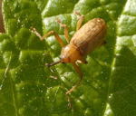 Ktzchen-Rssler Dorytomus spec. kl.