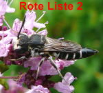 Kegelbiene Coelioxys cf. aurolimbata kl.