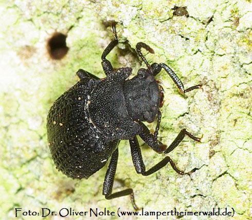 Kerbhalsiger Zunderschwamm-Schwarzkfer Boletophagus reticulatus front Dr.Oliver Nolte