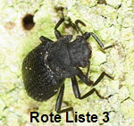 Kerbhalsiger Zunderschwamm-Schwarzkfer Boletophagus reticulatus kl.