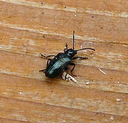 Kleine Getreidehhnchen, Oulema gallaeciana Sept 2012 Pfalz Donnersberg 017