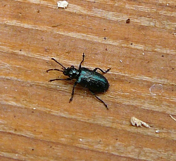 Kleine Getreidehhnchen, Oulema gallaeciana Sept 2012 Pfalz Donnersberg 018