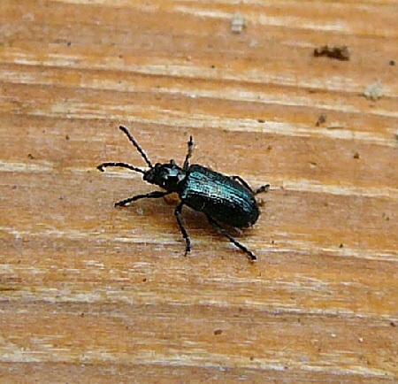 Kleine Getreidehhnchen, Oulema gallaeciana Sept 2012 Pfalz Donnersberg 019