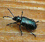 Kleine Getreidehhnchen, Oulema gallaeciana kl.