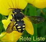 Kleine Harzbiene Anthidium strigatum  kl.