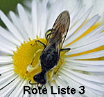 Kleine Silbermundwespe Lestica clypeata Mnnchen 2 kl.