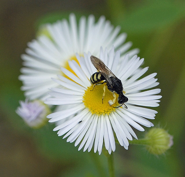 Kleine Silbermundwespe Lestica clypeata Mnnchen Juni 2012 FFH Reliktwald Ost und West u. Heide Insekten NIKON 230
