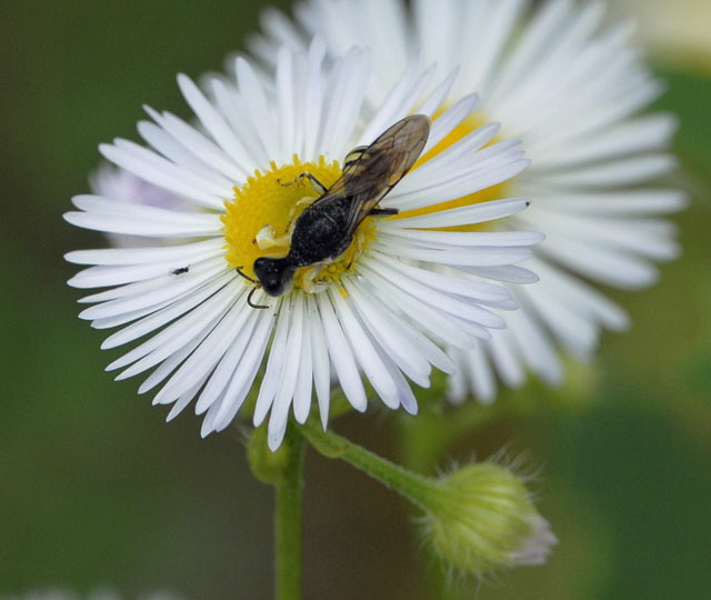 Kleine Silbermundwespe Lestica clypeata Mnnchen Juni 2012 FFH Reliktwald Ost und West u. Heide Insekten NIKON 232