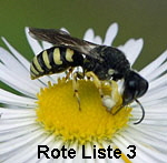 Kleine Silbermundwespe Lestica clypeata Mnnchen kl.