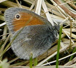 Kleiner Heufalter d 1