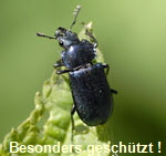 Kleiner Rehschrter (Platycerus cara) kl.