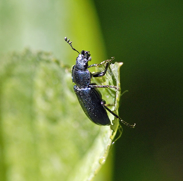 Kleiner Rehschröter (Platycerus caraboides) 2012 Hemsbach Odenwald Insekten NIKON 409 Kleiner Rehschröter (Platycerus caraboides) 2012 Hemsbach Odenwald Insekten NIKON 409