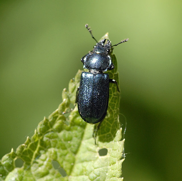 Kleiner Rehschrter (Platycerus caraboides) 2012 Hemsbach Odenwald Insekten NIKON 410