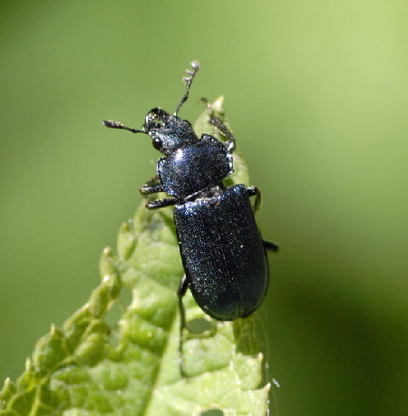 Kleiner Rehschröter (Platycerus caraboides) 2012 Hemsbach Odenwald Insekten NIKON 411 Kleiner Rehschröter (Platycerus caraboides) 2012 Hemsbach Odenwald Insekten NIKON 411