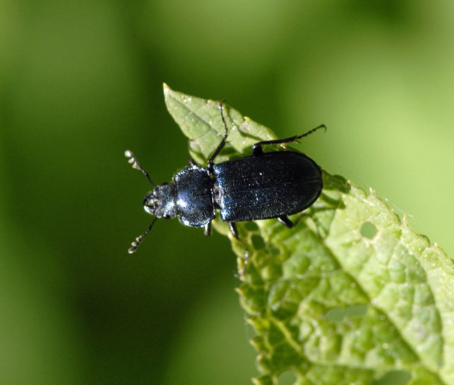 Kleiner Rehschrter (Platycerus caraboides) Mai 2012 Hemsbach Odenwald Insekten NIKON 407
