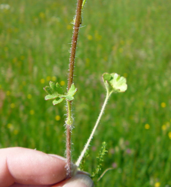 Knllchen-Steinbrech (Saxifraga granulata) Juni 2010 Hungen NSG u. Ober-Ohmen Wiese 094