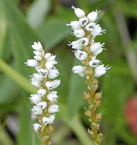 Knllchen-Wiesenknterich  (Bistorta vivipara)  087