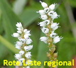 Knllchen-Wiesenknterich  (Bistorta vivipara) kl.