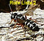 Knotenwespe Cerceris interrupta kl.