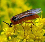 Kohlrben-Blattwespe (Athalia rosae) 2 kl.
