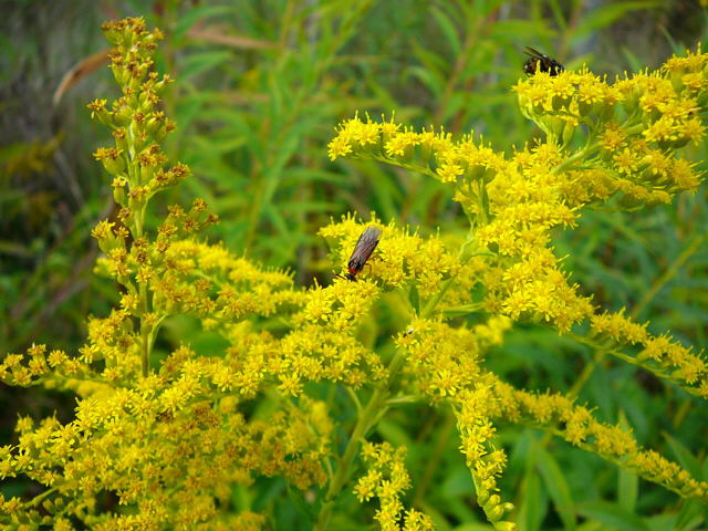 Kohlrben-Blattwespe (Athalia rosae) Sept 2010 Huett hinter Friedhof 015