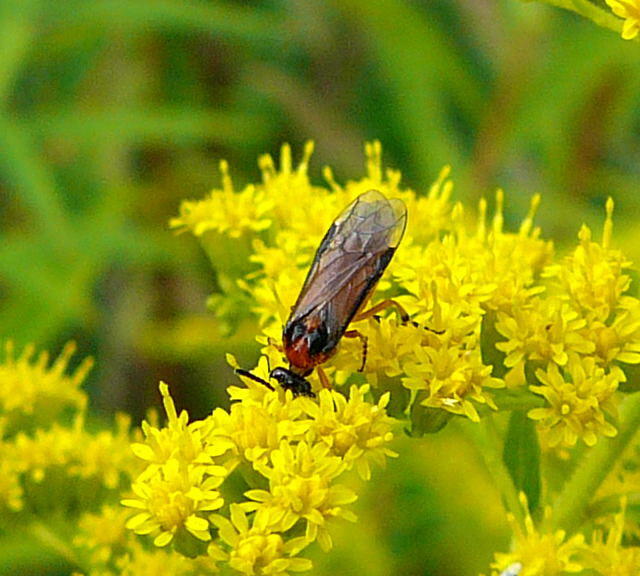 Kohlrben-Blattwespe (Athalia rosae) Sept 2010 Huett hinter Friedhof 015a