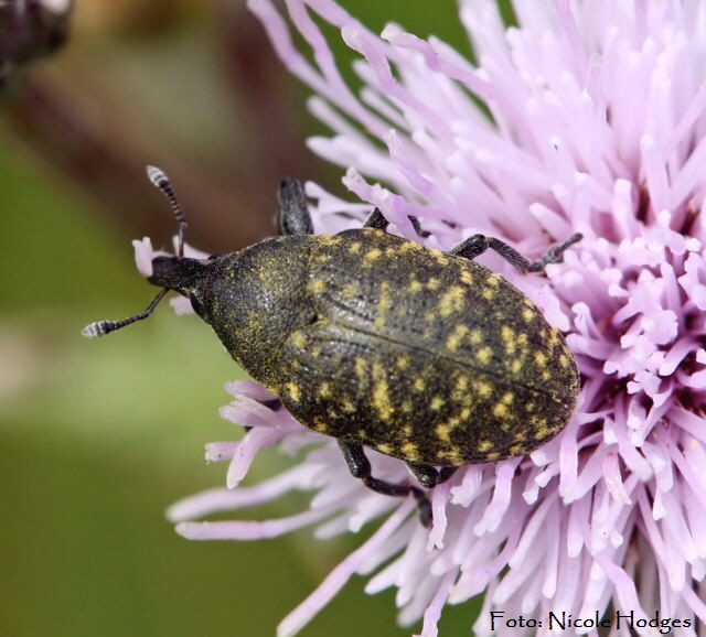 Kratzdistelrssler  Larinus cf turbinatus-BrachackerHttenfeldbeiKreisel-21.06.09-3-N