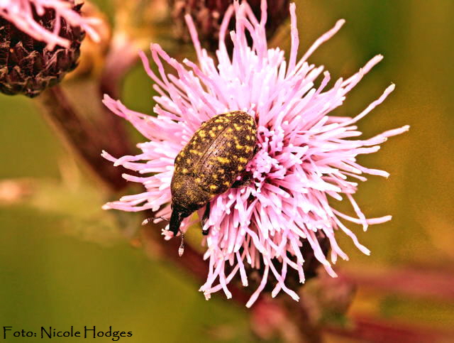 Kratzdistelrssler  Larinus cf turbinatus-BrachackerHttenfeldbeiKreisel-21.06.09-1-N