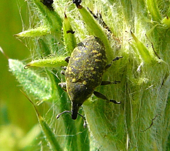 Kratzdistelrssler Larinus cf. turbinatus Mai 2011 Httenfeld Insekten 057