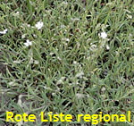 Kriechende Gipskraut (Gypsophila repens) 1 kl.