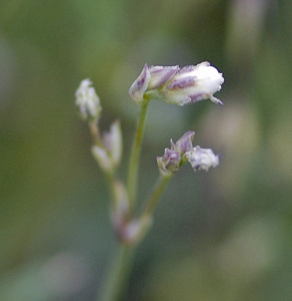 Kriechende Gipskraut (Gypsophila repens) Mai  2012 Ammergebirge, Grasnang NIKON 233